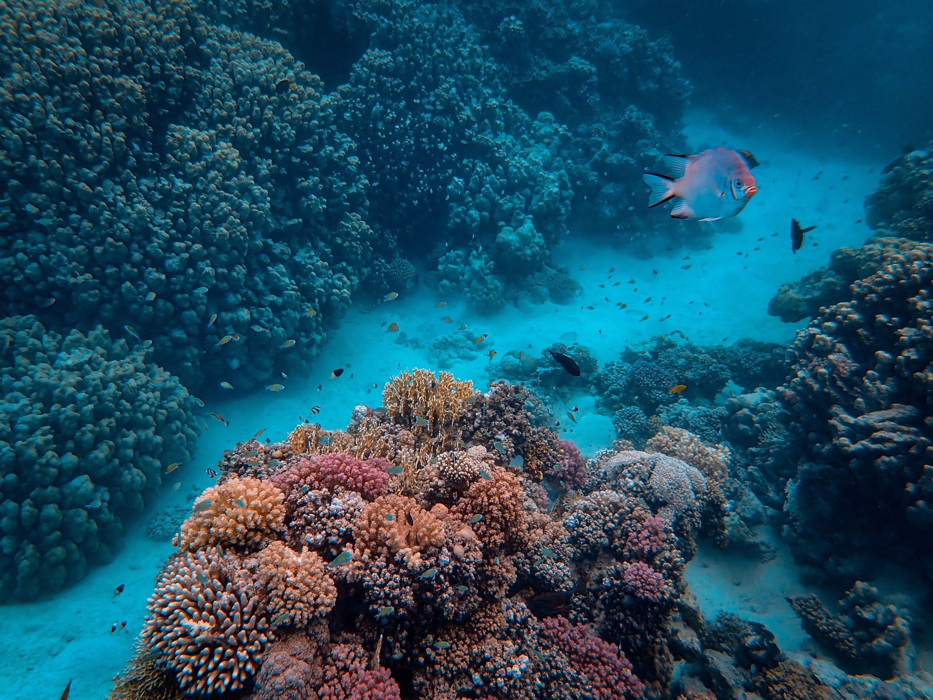 サンゴ礁が絶滅の危機？日本の海洋の現状とは