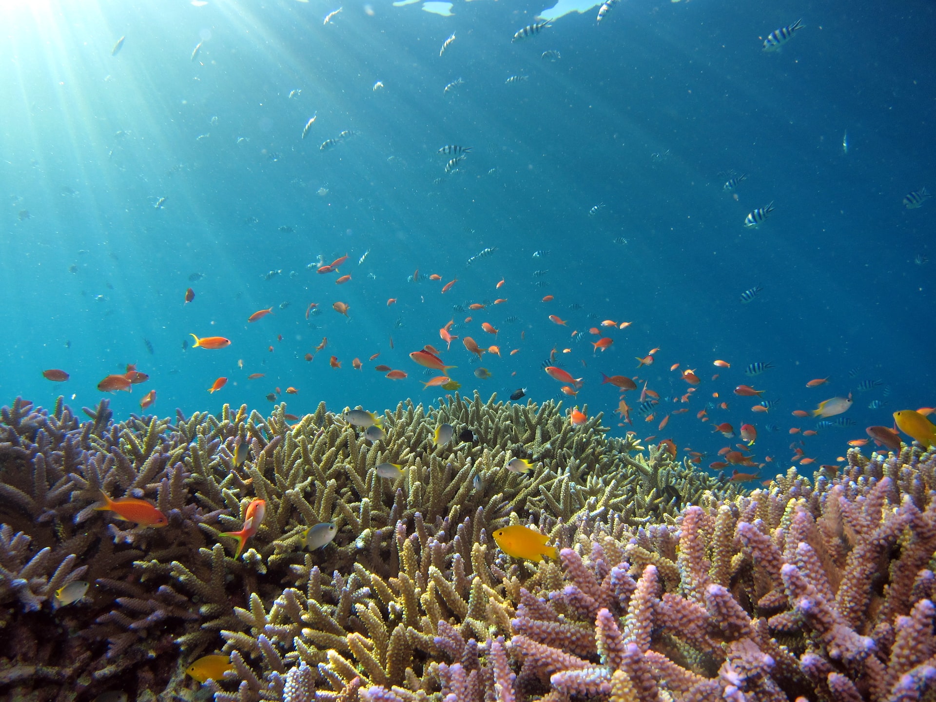 サンゴ礁の絶滅を防ぐために、できることを始めよう