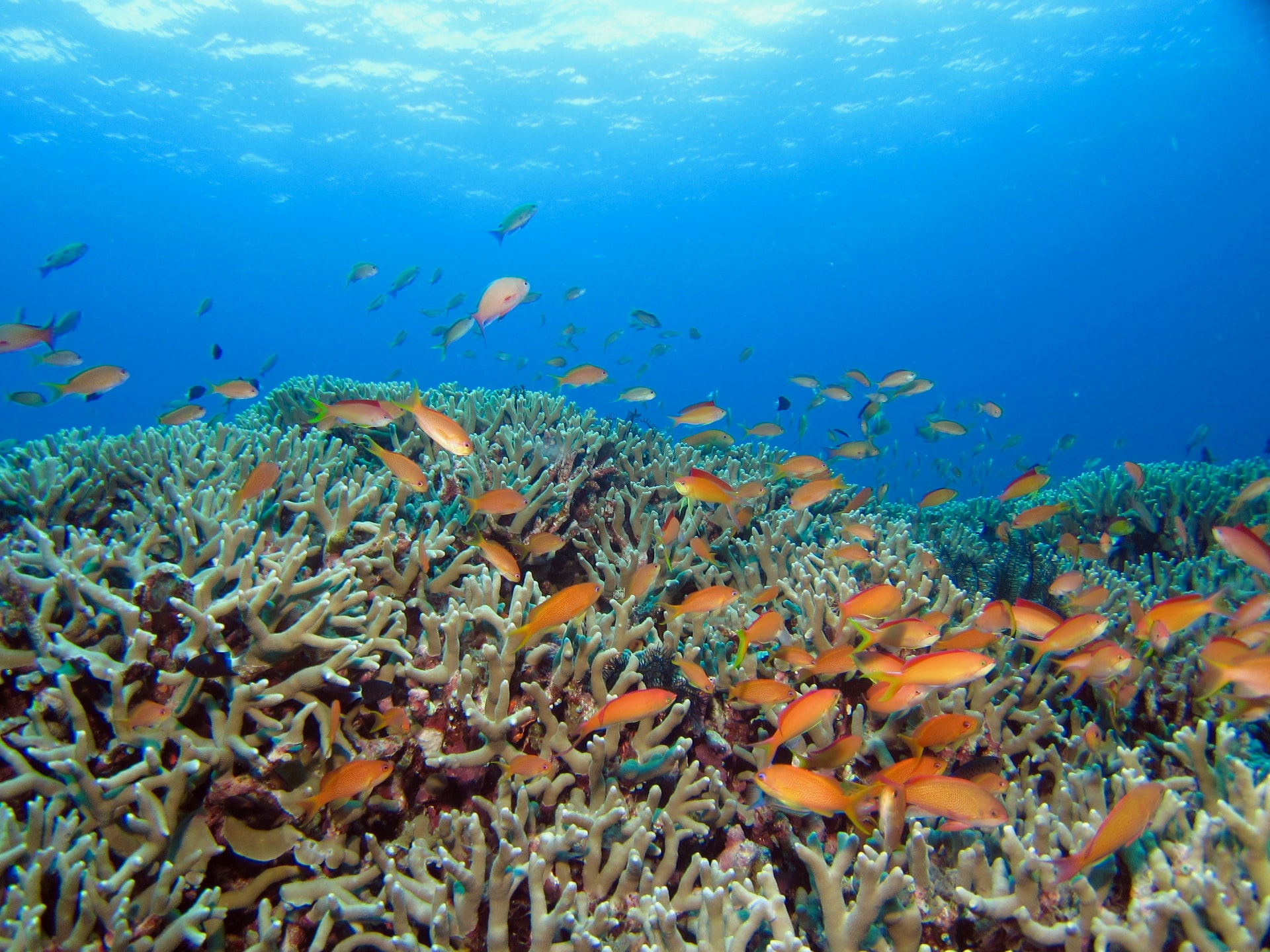 サンゴ礁がなくなると発生する問題は？絶滅の影響とは