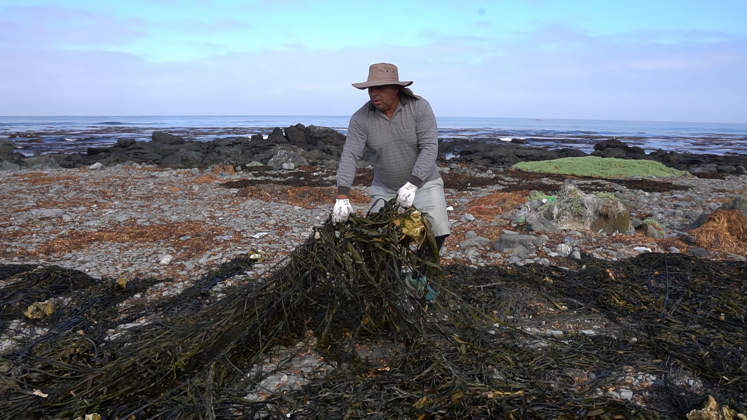 チリ漁民による海藻収集風景
