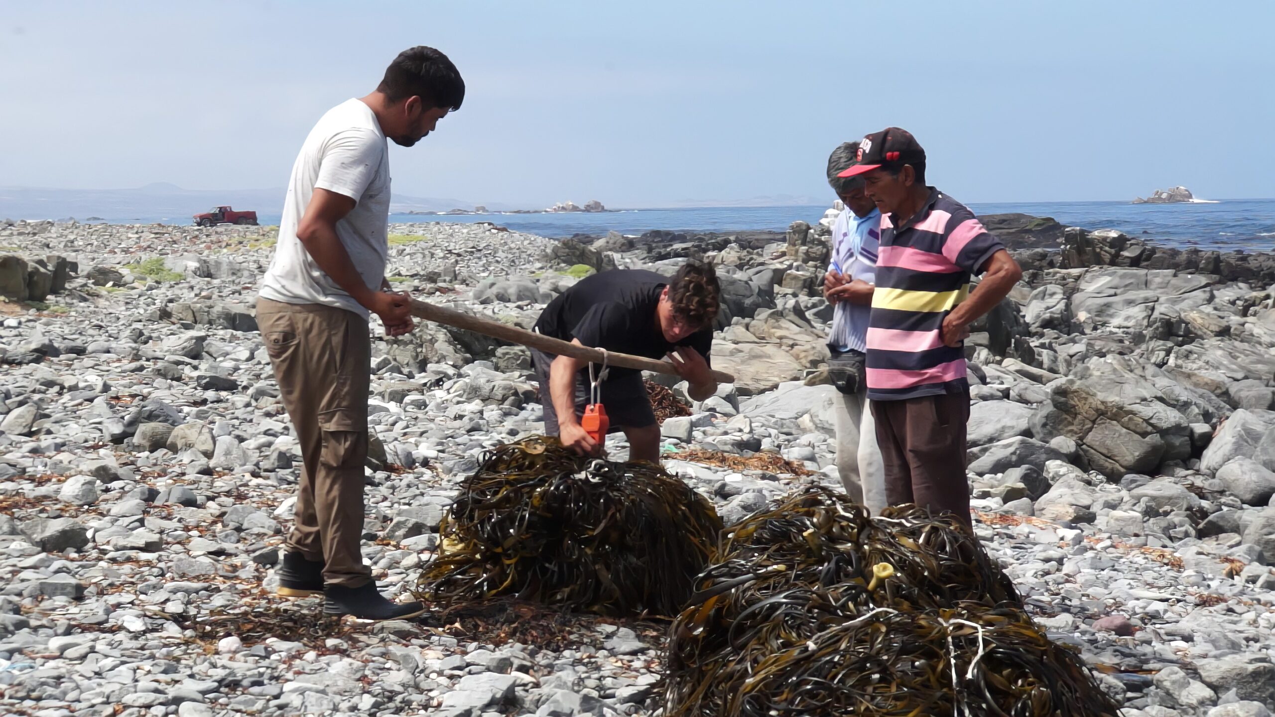 チリ漁民による海藻収穫風景