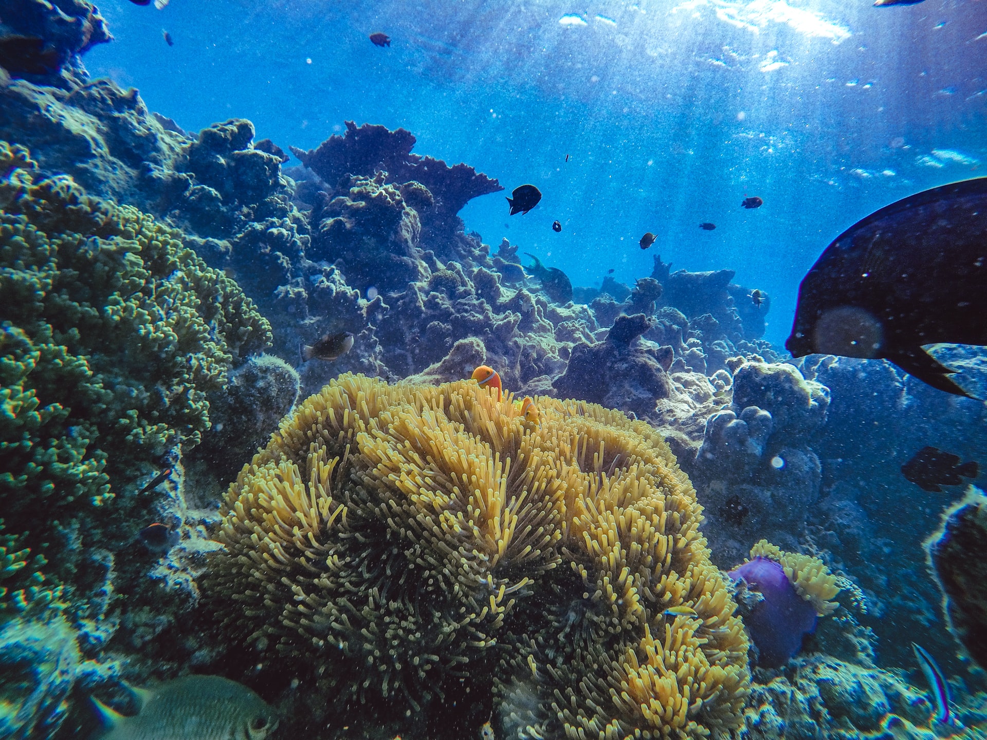 サンゴ礁が絶滅する3つの原因