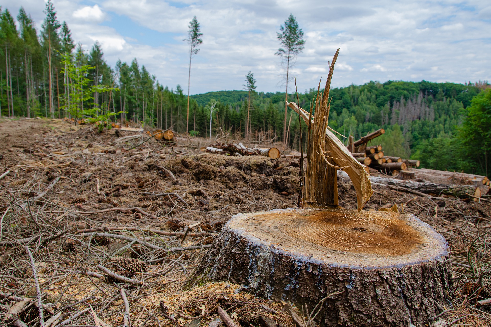 森林破壊はなぜ問題か