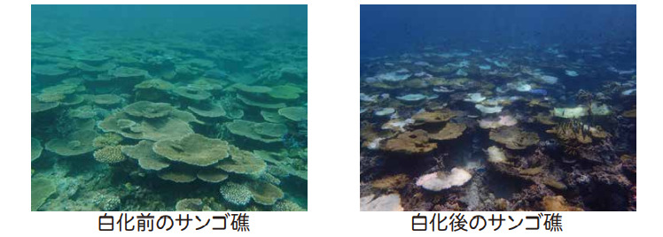 サンゴ礁の白骨化前と白骨後