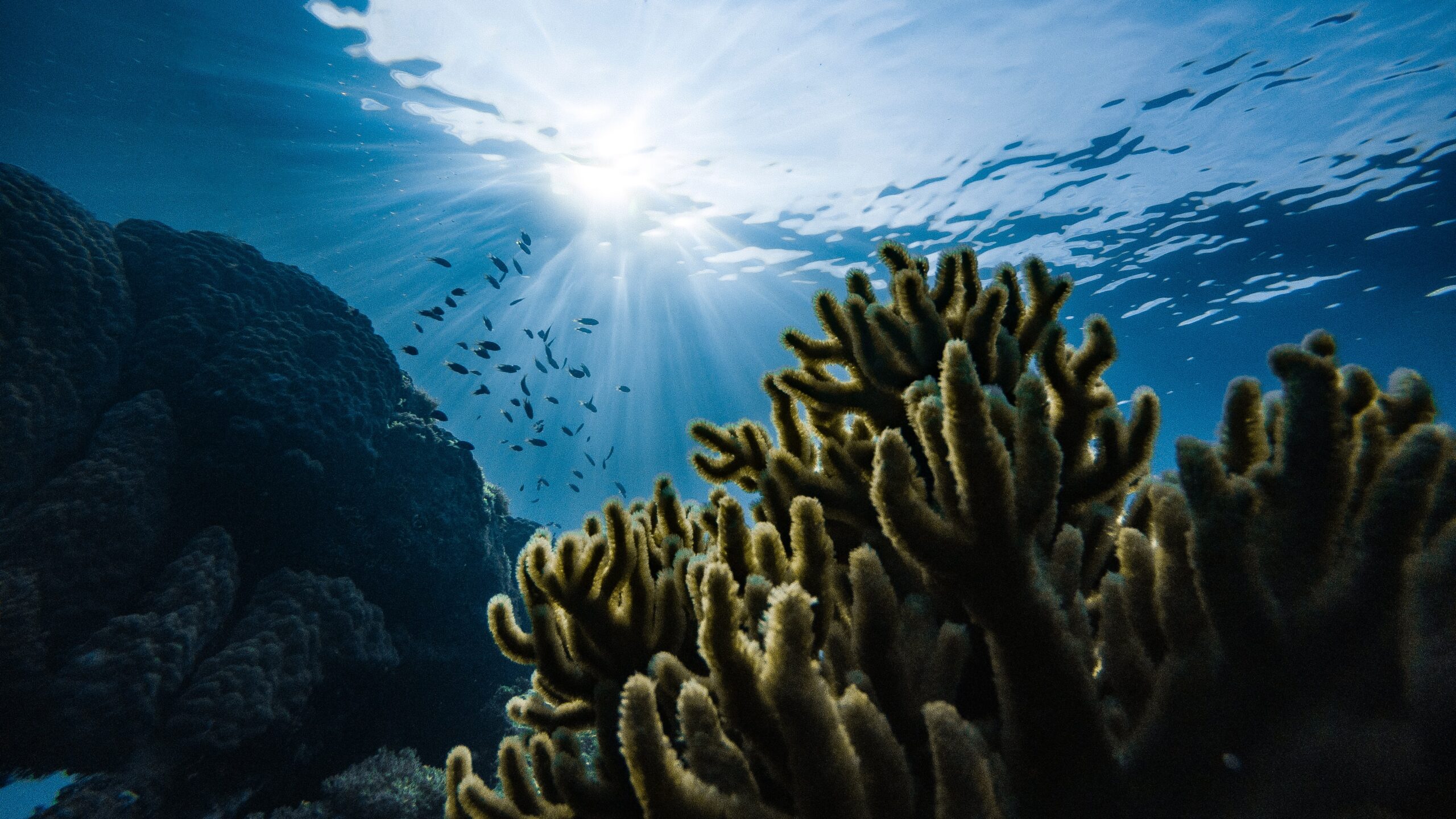 サンゴ礁の島国から沈み始める理由