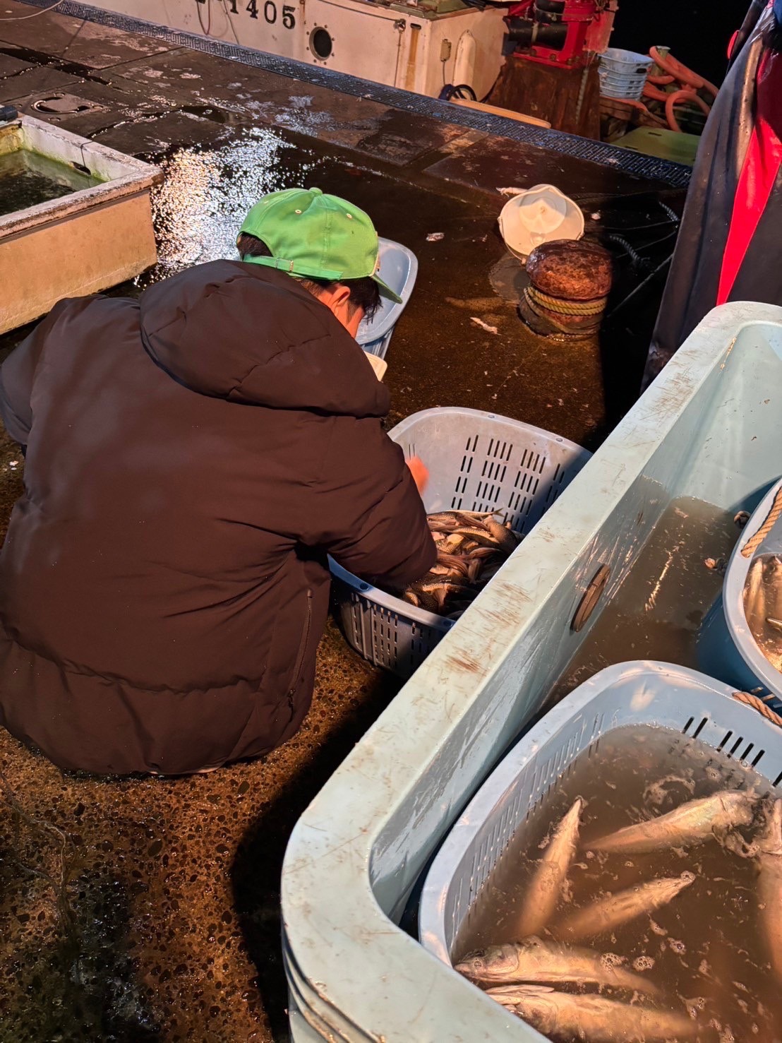 小田原漁港での魚の仕分けの様子