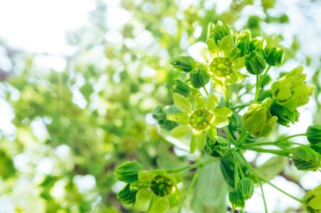 グリーン調達がもたらす効果