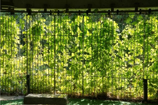 私たちにできる身近な緩和策