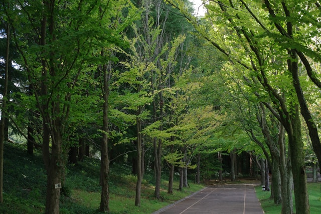 緑の回廊（グリーンベルト）とは？意味や役割をわかりやすく解説