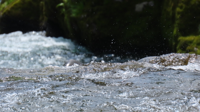 「流域」で水を守る時代へ｜老朽化する水インフラと、日本が描く水循環の未来