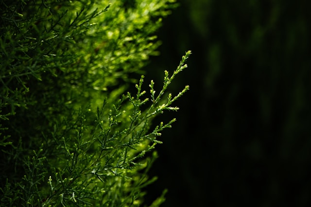 グリーンウォッシュに「退場」の時代が来た｜ESGの「実効性」を問う国際規制の最前線