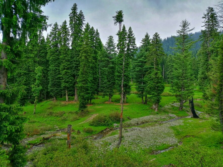 Photo by Muzafar Riyaz on Unsplash