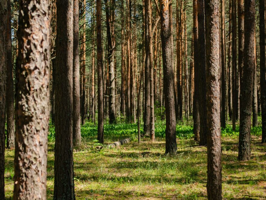 Photo by Maiya Simanovich on Unsplash