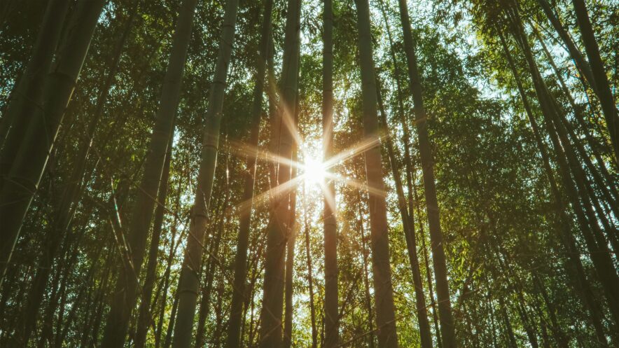 Photo by Ice Tea on Unsplash
