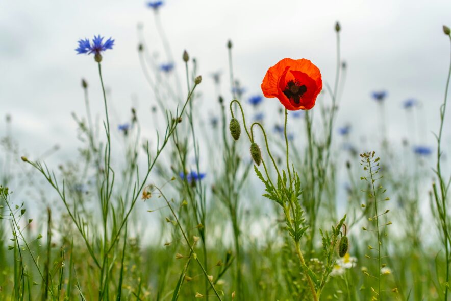 Photo by Krzysztof Płocha on Unsplash